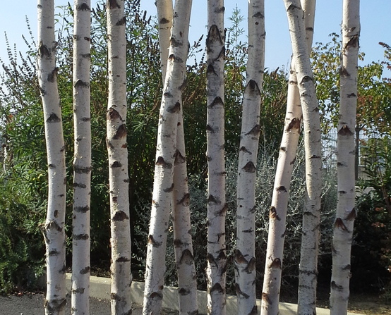 Rental birch & driftwood screens