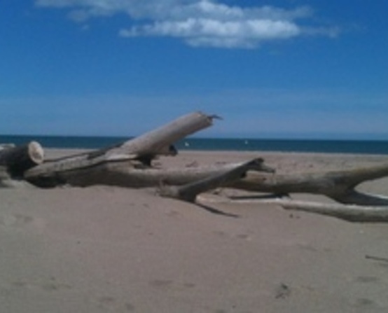 Vente d'arbres en bois flotté