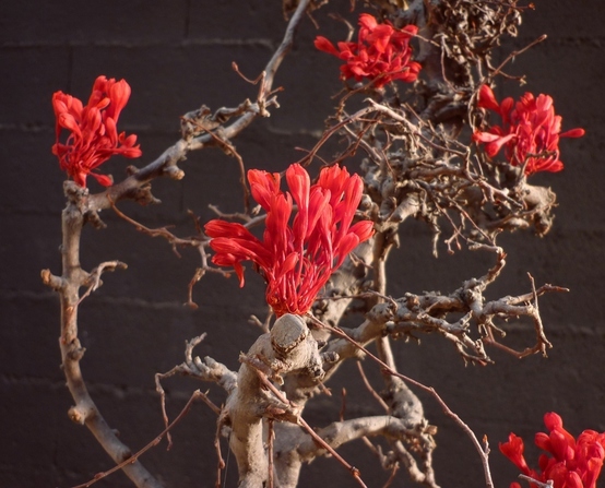 Création d'Ikebana