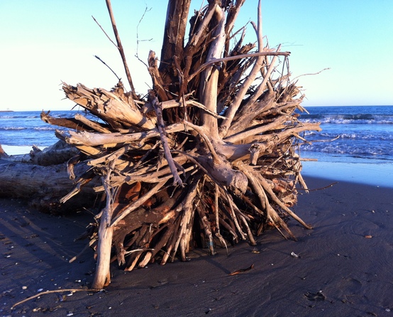 Driftwood stumps