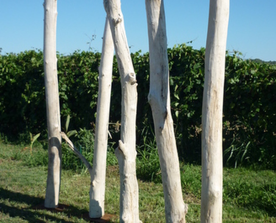 The trunks of driftwood