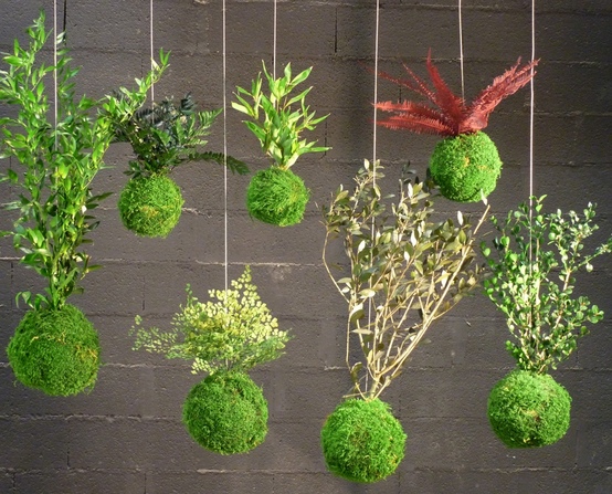 location de kokedama