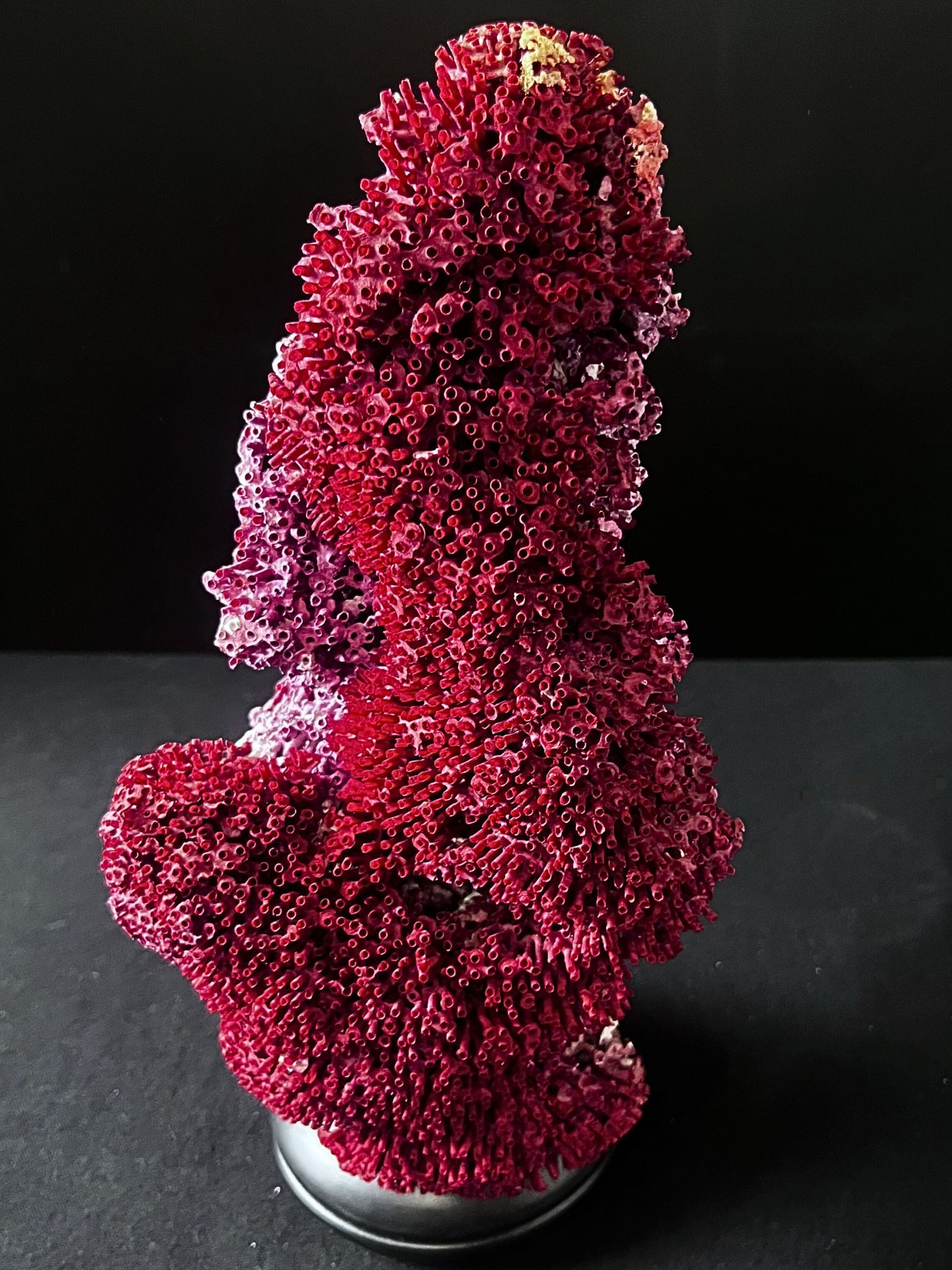 Vente d'un tubipora musica de 39cm sur socle