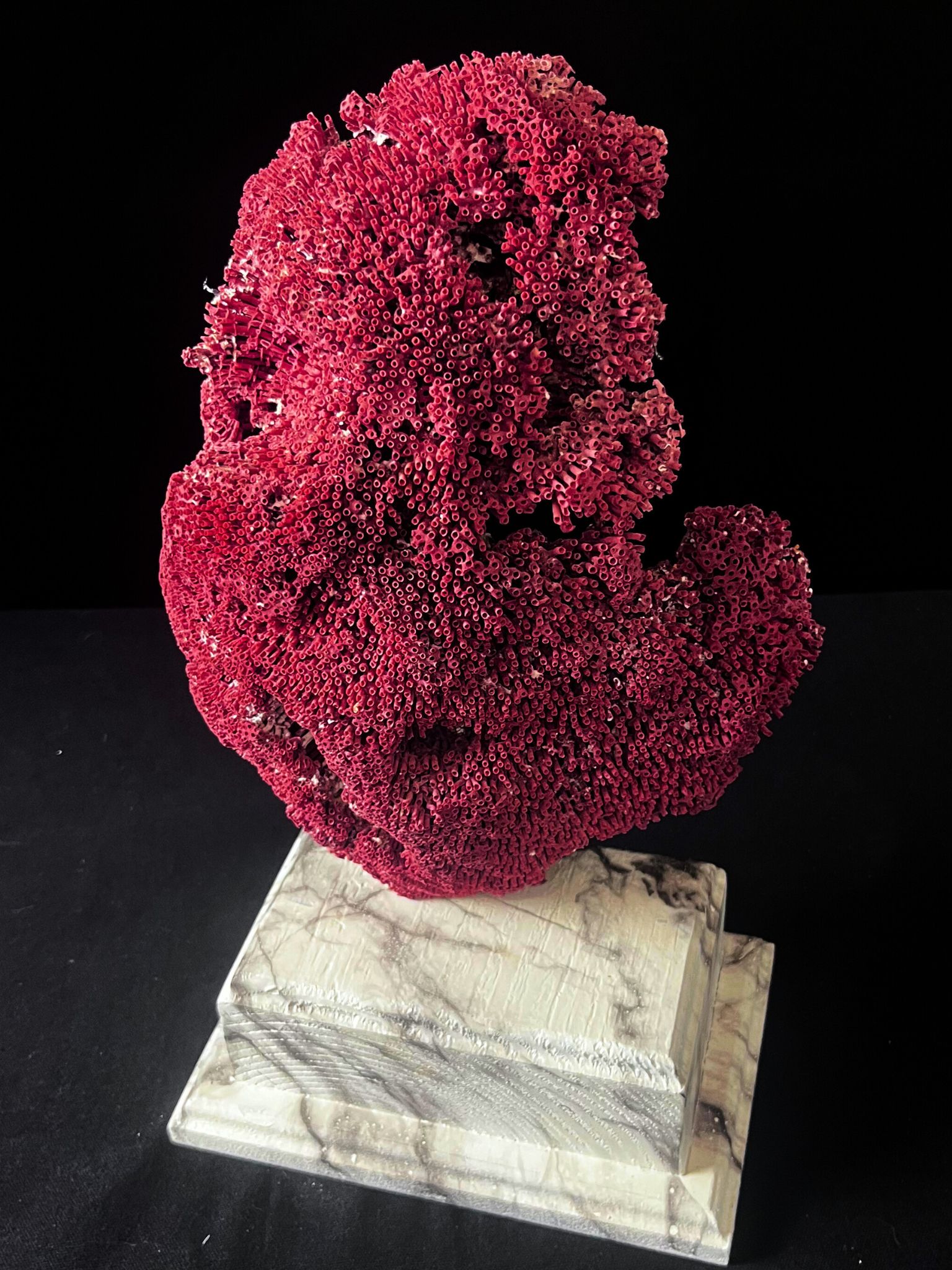 Vente d'un Tubipora musica de 35cm