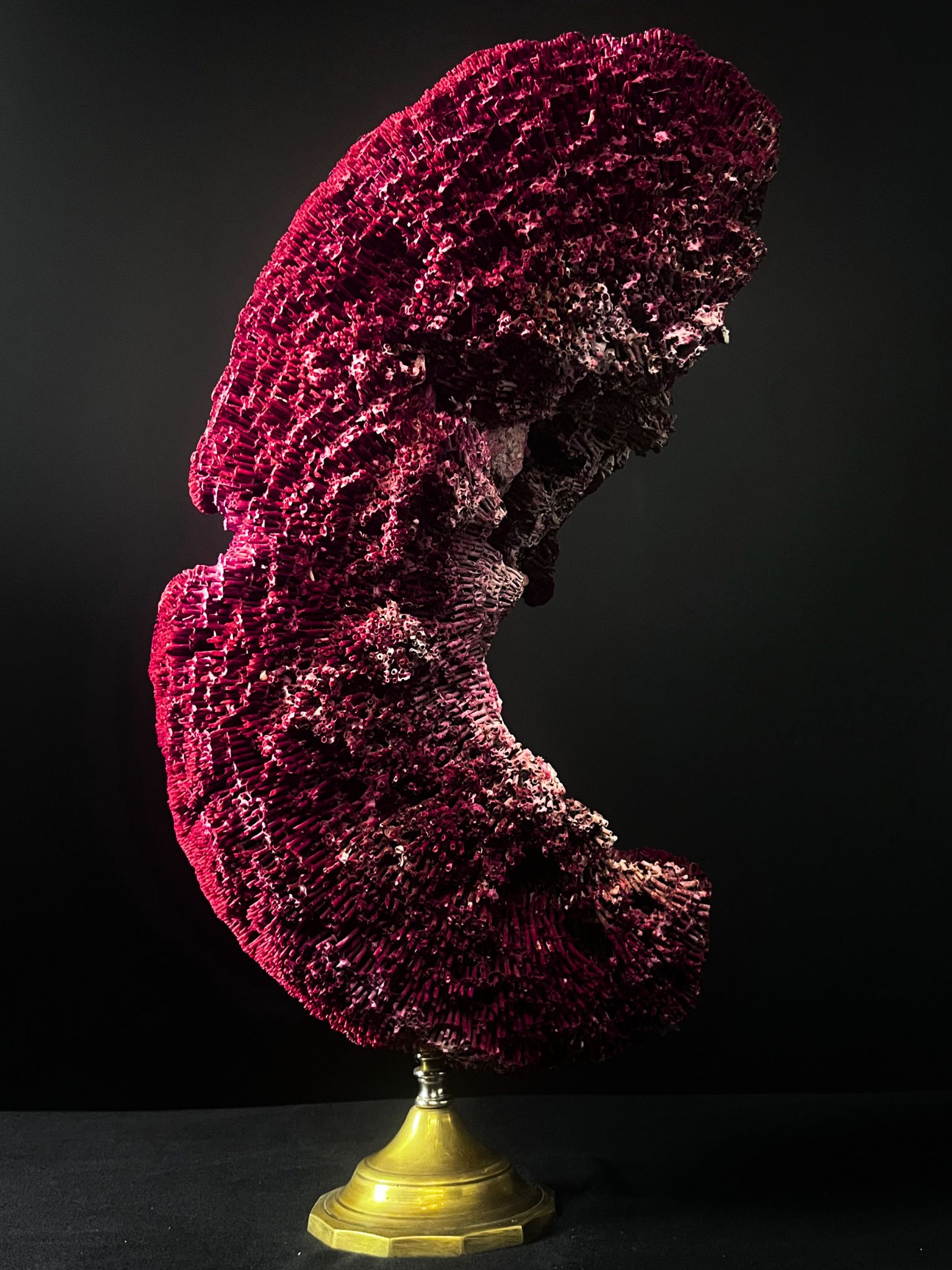 Vente d'un tubipora musica de 50cm