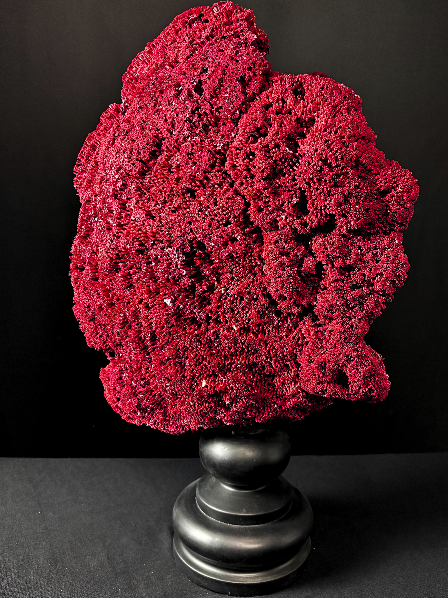 vente d'un tubipora musica de 70cm