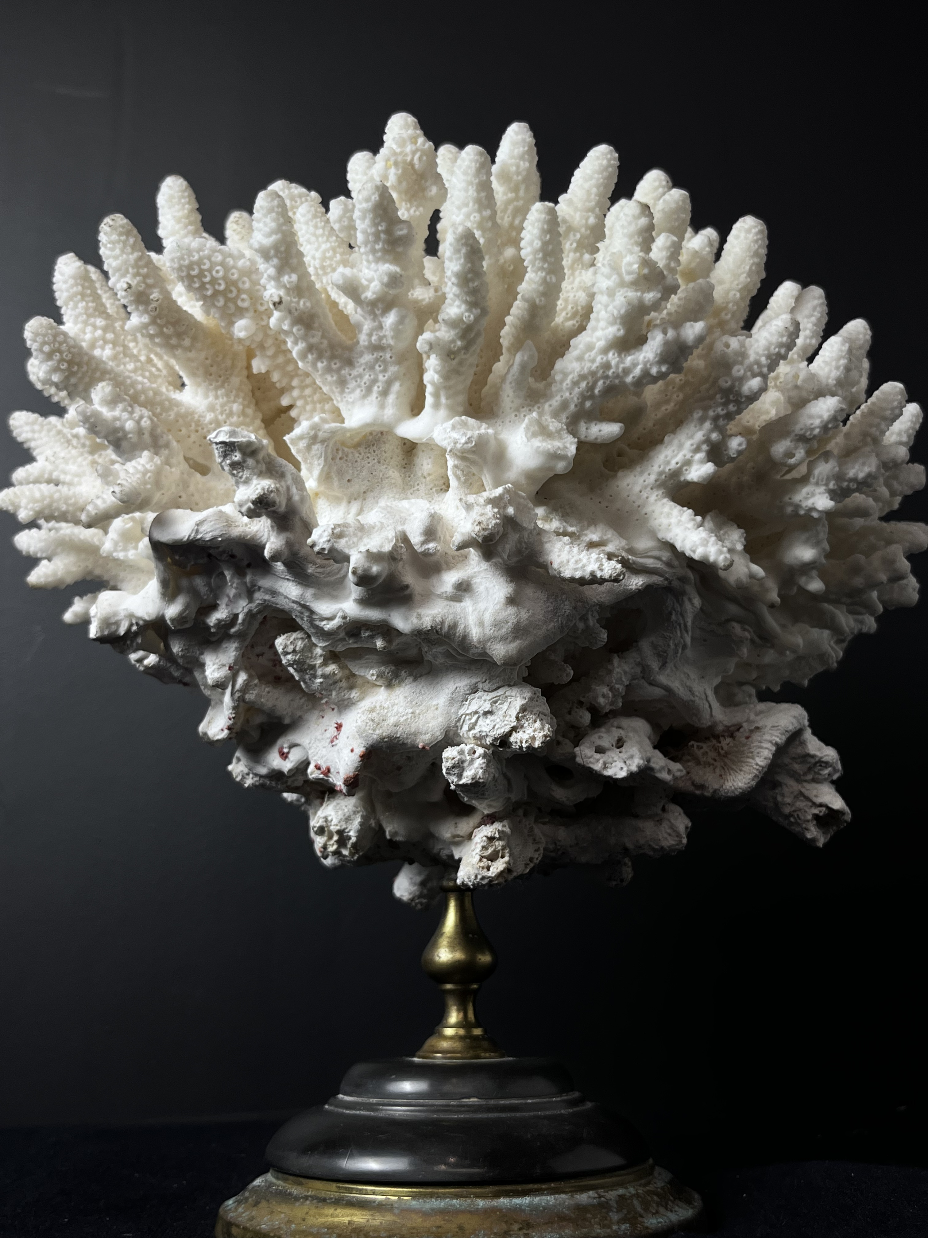 Corail blanc sur socle 42cm x 51