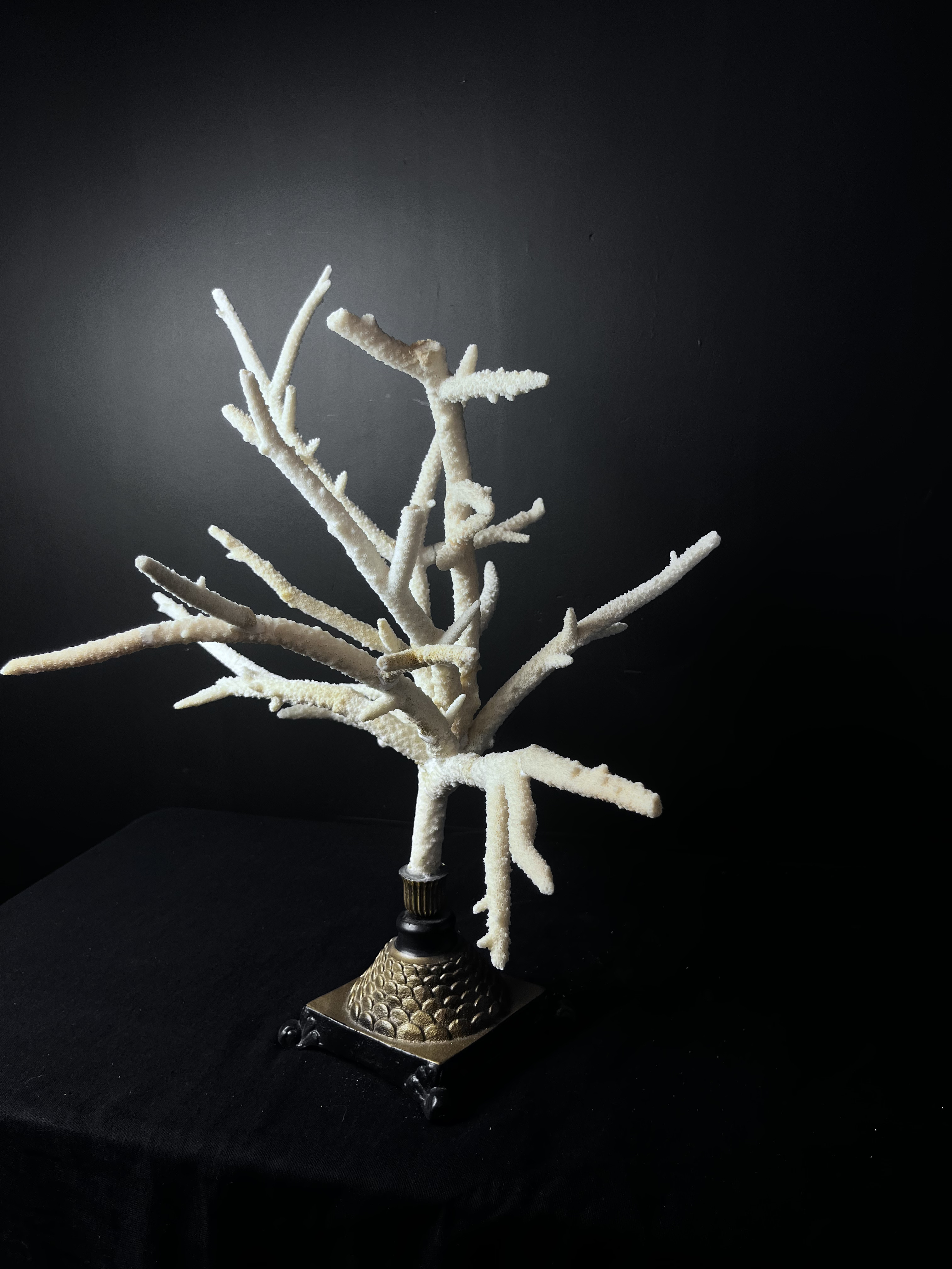 Vente de Corail blanc sur socle 57cm x 56