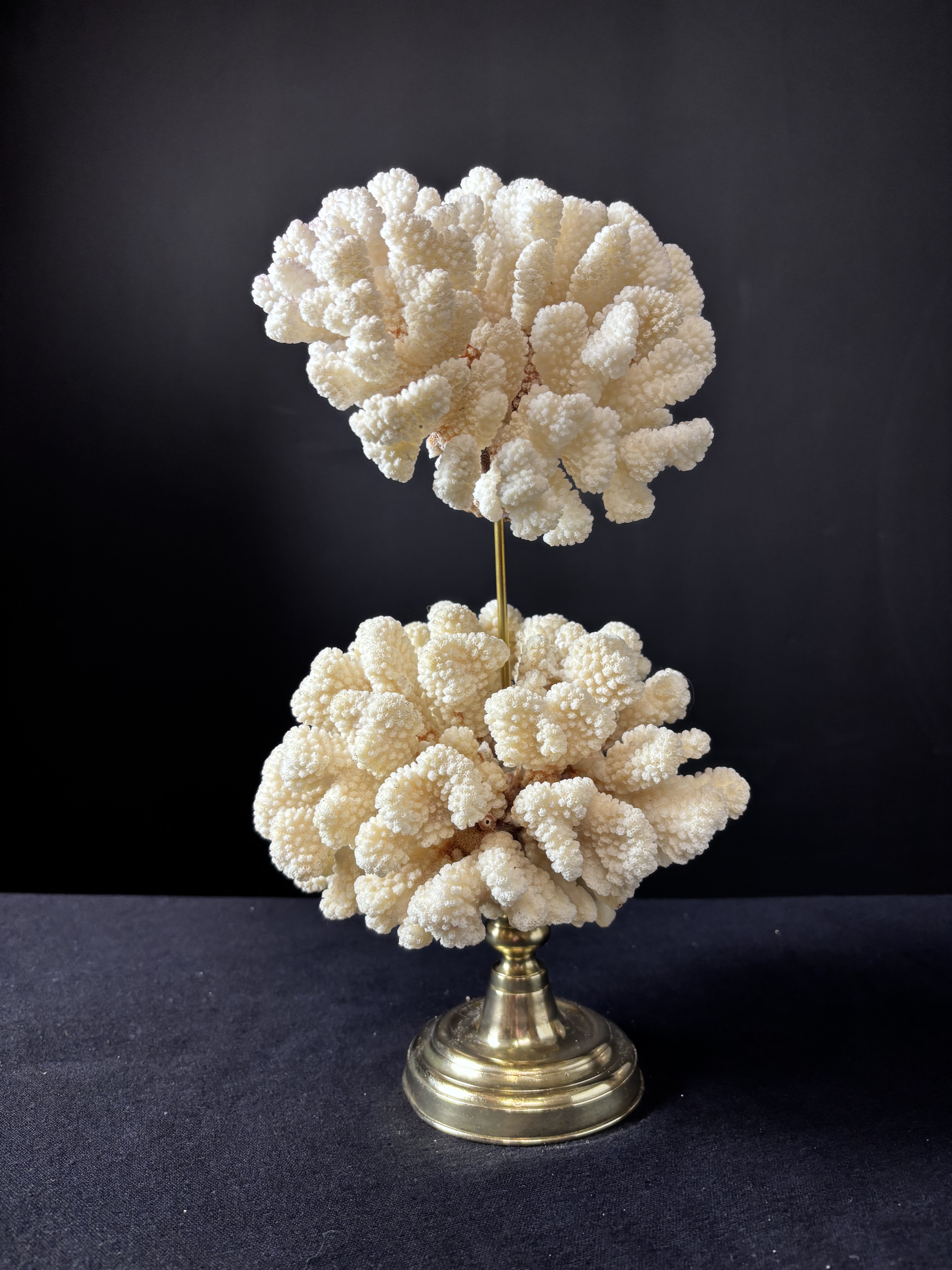 double corail blanc sur socle 36cm