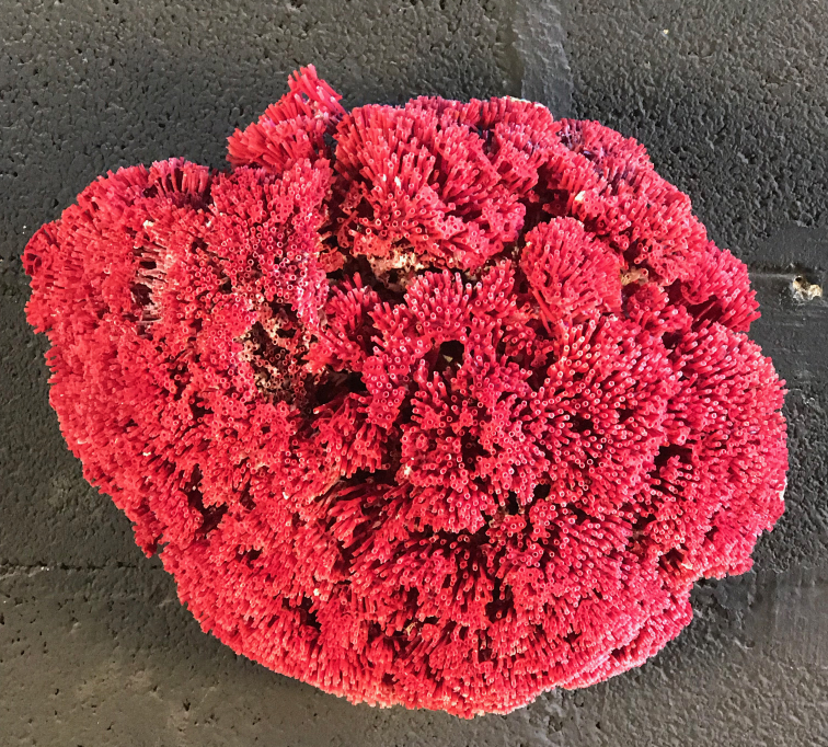 Corail_tubipora _coussin _rouge.jpg