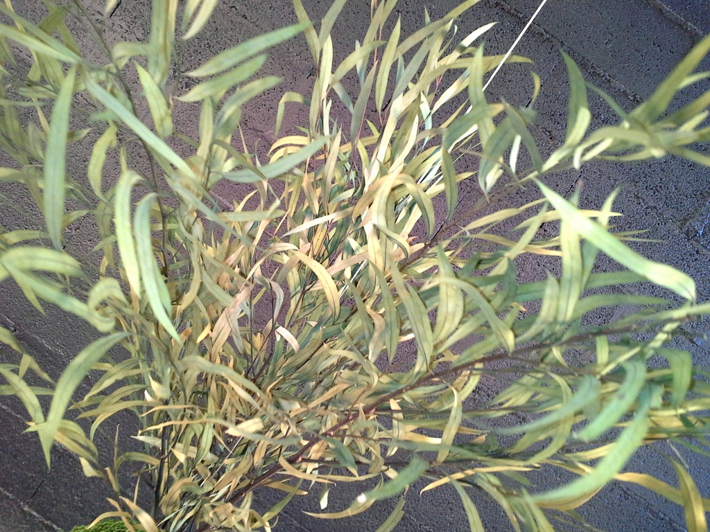 kokedam eucalyptus nicolly vert 2.jpg