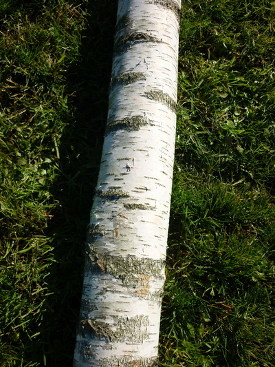troncs de bouleau de 2m40 en 20cm de diametre