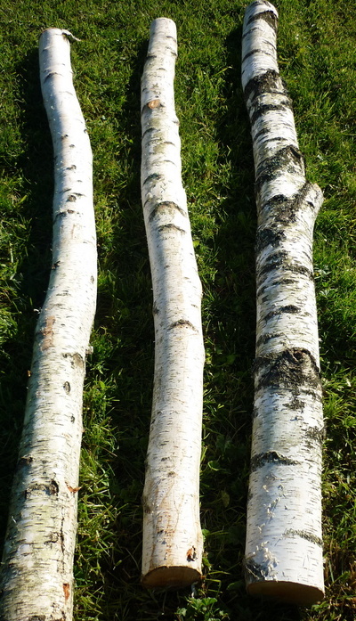 troncs de bouleau de 2m40 en 15cm de diametre
