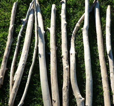 Branche de bois flotté jusqu'à 50cm de 2cm à 5cm de diamètre