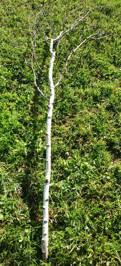 Branchages de bouleau sans feuilles de 2m à 2m50 entre 3 et 5 cm de diamètre