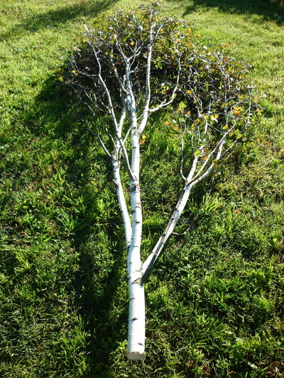 branchages de bouleau avec feuilles