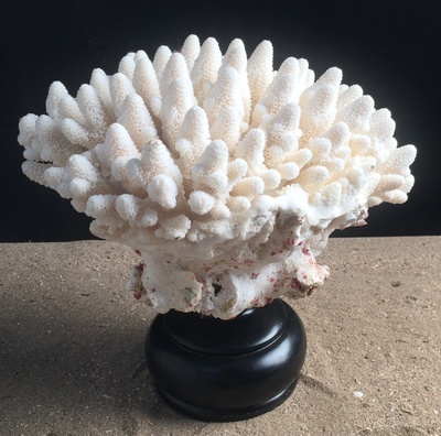 Corail doigt 30cm monté sur socle