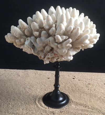 Corail doigt 25cm monté sur socle