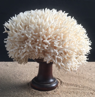 Corail nid 40cm monté sur socle