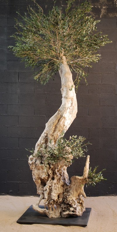 Un olivier centenaire de 3m de hauteur