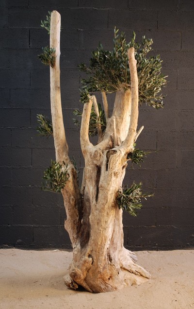 Un olivier centenaire de 2m50 de hauteur
