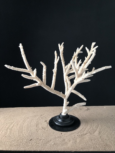 Corail branche 60x60cm