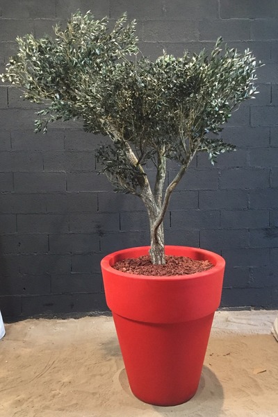 olivier stabilisé de 2m