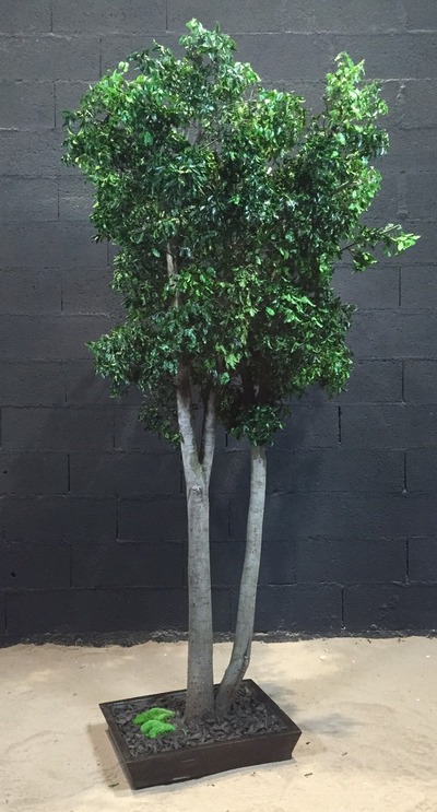 Pittosporum vert