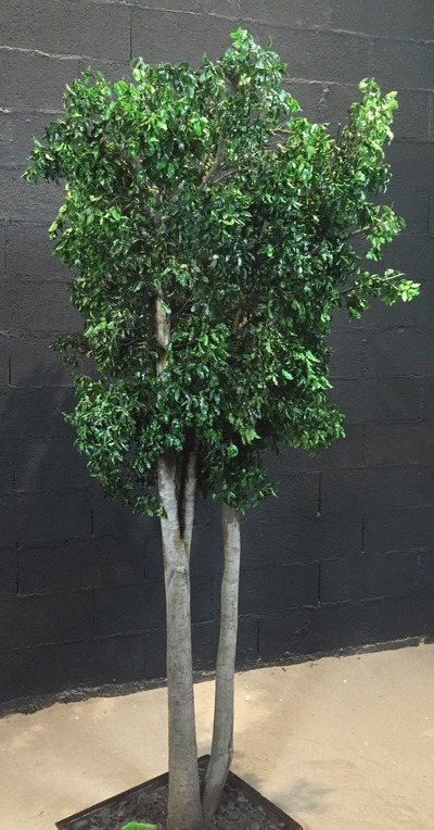 Pittosporum vert