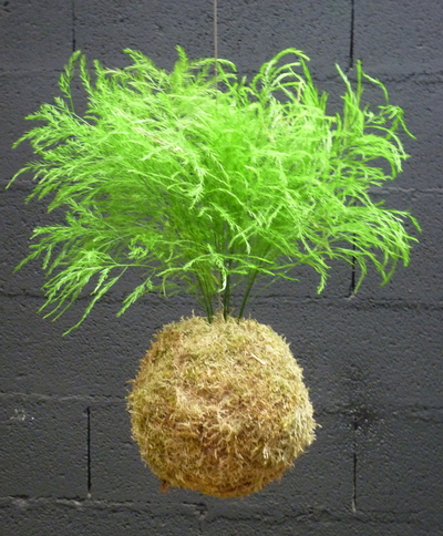 Kokedama Tree Fern