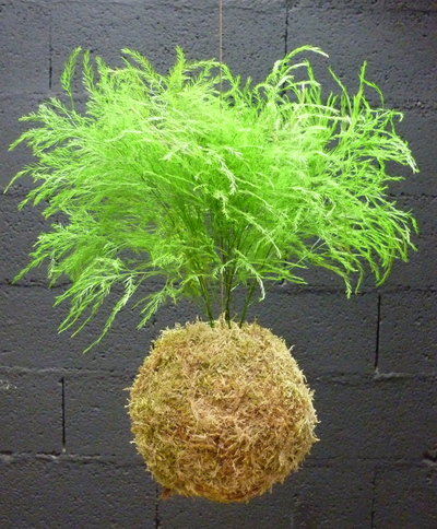 Kokedama Tree Fern