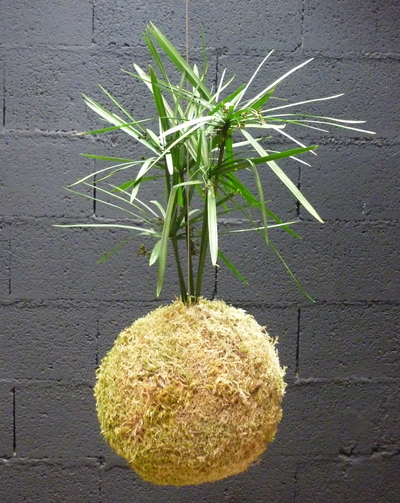 Kokedama papyrus