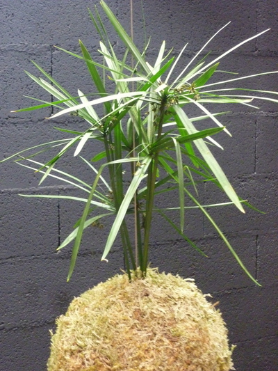 Kokedama papyrus