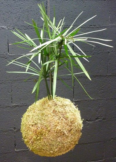 Kokedama papyrus