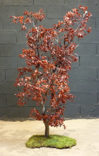 Pittosporum rouge