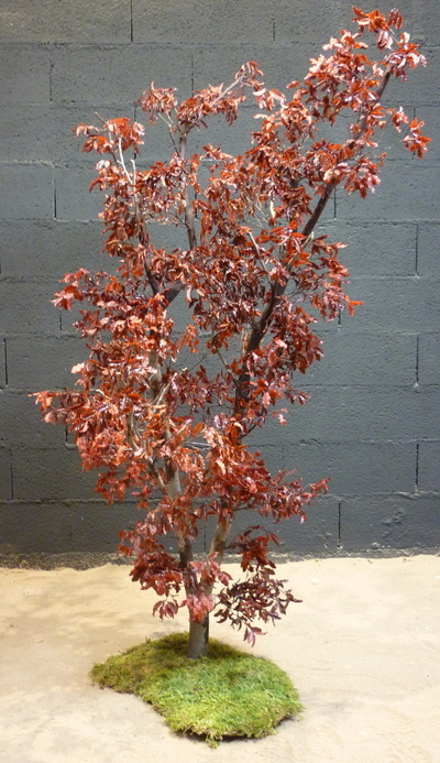 Pittosporum rouge