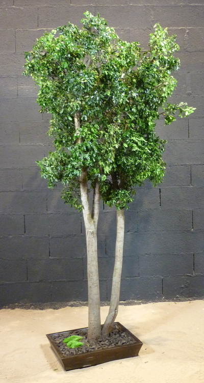 Pittosporum vert