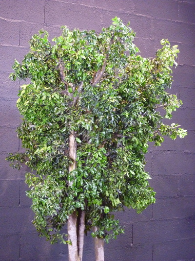 Pittosporum vert