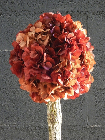 Arbuste hortensia orange/rouge
