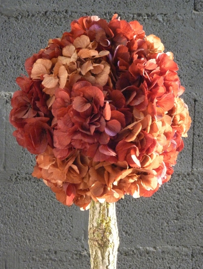 Arbuste hortensia orange/rouge