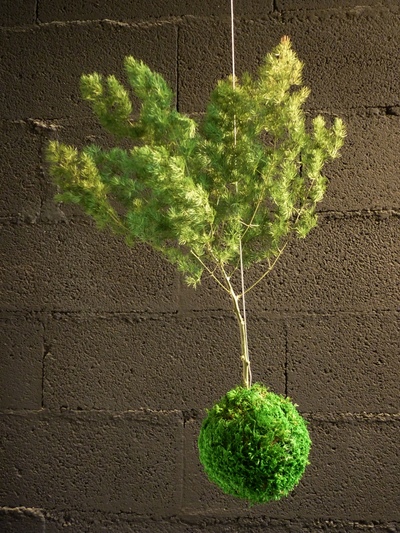 Kokedama arbre ming