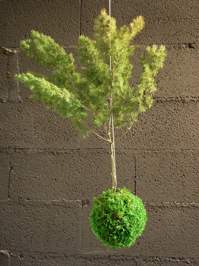 Kokedama arbre ming