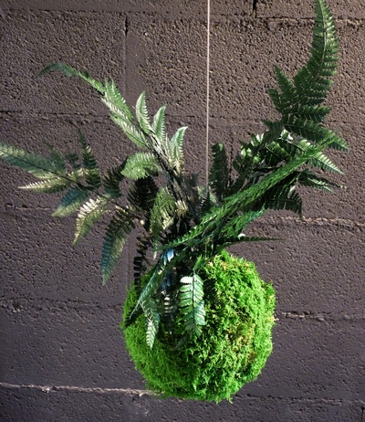 kokedama fougère davalia