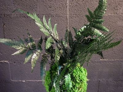 kokedama fougère davalia