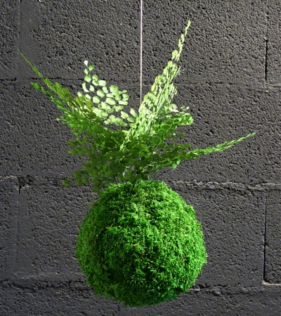 kokedama fougère adianthum