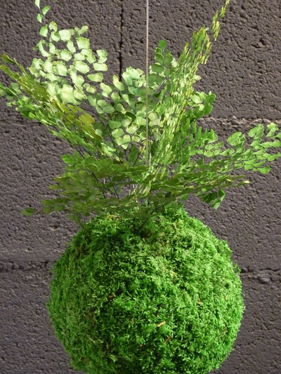 kokedama fougère adianthum