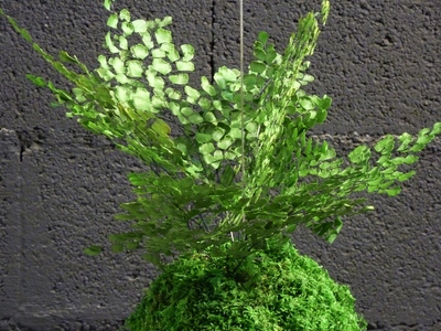 kokedama fougère adianthum