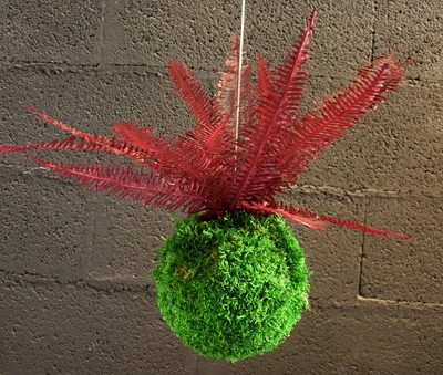 kokedama fougère rouge