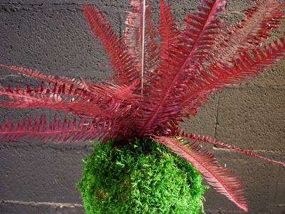 kokedama fougère rouge