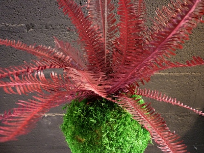 kokedama fougère rouge